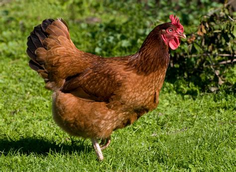 Rhode Island Red Chicken Breed Information | Somerzby