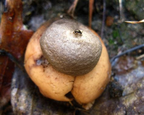 1000+ images about Fungi and Soil on Pinterest | Fungi, Mushrooms and Mushroom Fungi