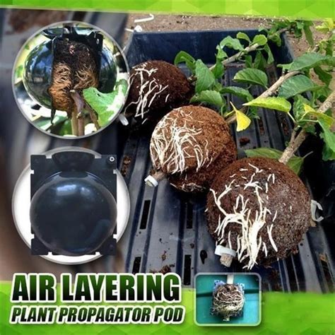 Plant root growing rooting device propagation ball marcotting grafting air layering marcot ...