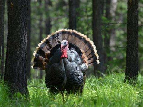 Today's domestic turkeys are genetically distinct from wild ancestors ...