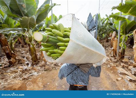 Harvesting on the Banana Plantation Stock Photo - Image of plant, delivery: 174596246