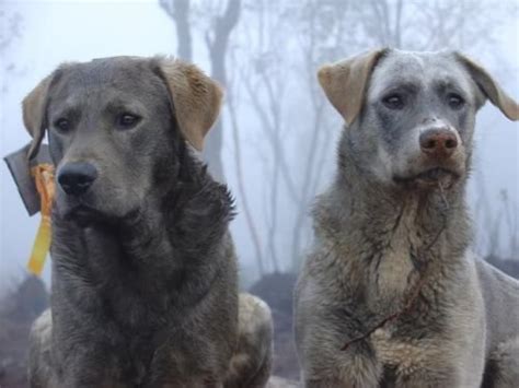 Labrador retriever wolfdogs | Wolf dog, Domestic dog, Wolf hybrid