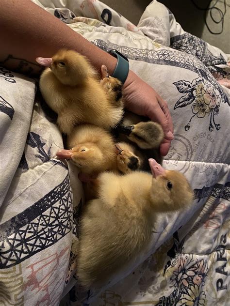 Magpie Ducklings and Their Gosling Friends. : r/duck