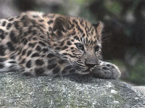 Amur Leopard Cub - Alex Fleming Art