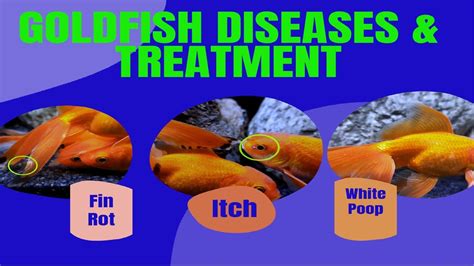 Goldfish Diseases And Treatment | Goldfish Fin Rot Treatment - YouTube