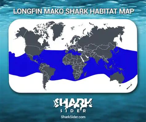 Longfin Mako Shark – Facts, Size, Behavior, Diet, Pictures