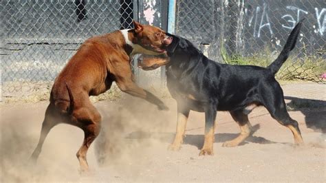 Aprender sobre 97+ imagem rottweiler vs pitbull luta - br.thptnganamst ...