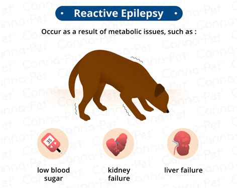 Epilepsy in Dogs: Signs, Symptoms, Treatment | Canna-Pet