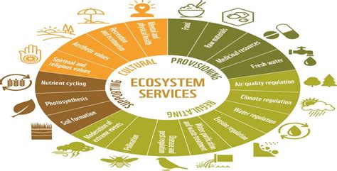 Ecosystem services derived from the biodiversity conservation | Download Scientific Diagram