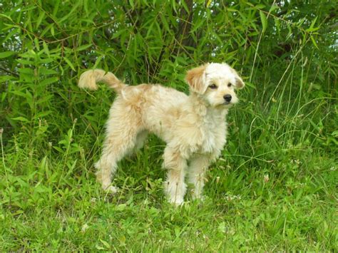 Mini Goldendoodle - Golden Retriever & Miniature Poodle Mix - Animal Corner