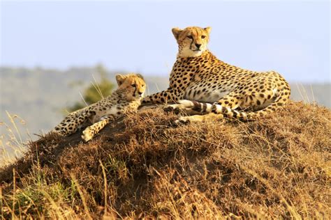 What Do Cheetahs Eat? Discover the Cheetah Diet (with Photos) - WildlifeTrip