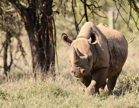 International Rhino Foundation Featured on Conservation Nation - Rhino ...