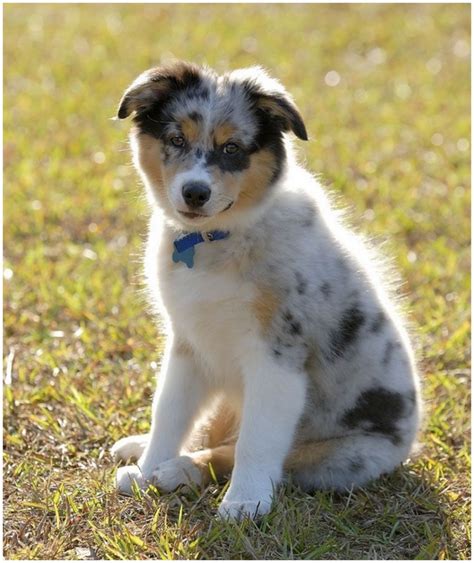 Australian Shepherd - Puppies, Breeders, Price, Facts, Pictures ...