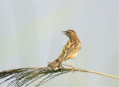 Zitting Cisticola (Cisticola juncidis)