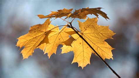 Close Up Of Maple Tree Leaves At Fall Branch Stock Footage SBV ...