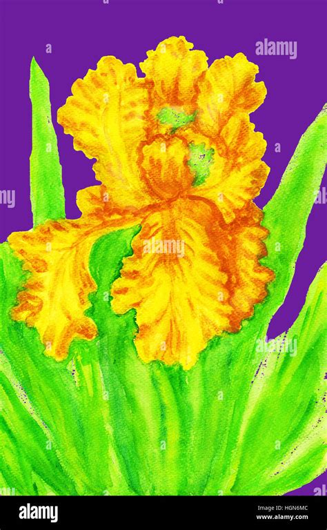 Yellow iris, painting Stock Photo - Alamy