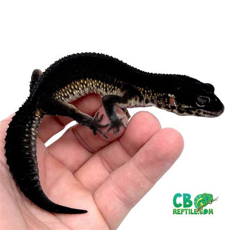 black night leopard for sale near me | baby black leopard geckos for sale