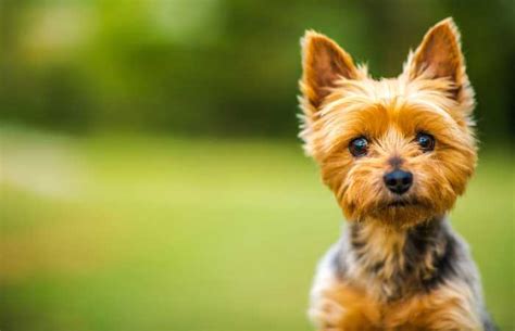 Silky Terrier - Temperament, Health, History and More