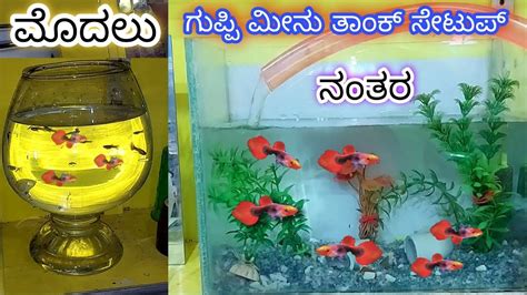 Guppy Fry's Tank Setup - ಗಪ್ಪಿ ಮೀನು ಟಾಂಕ್ Setup sample - YouTube