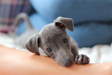 Can You Buy Greyhound Puppies? (and are they good pets)