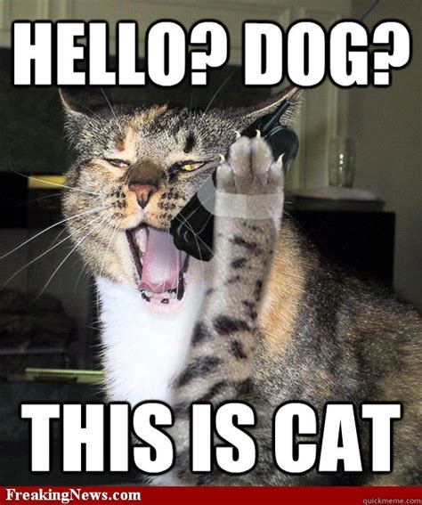 HELLO? DOG? THIS IS CAT - cat phone - quickmeme