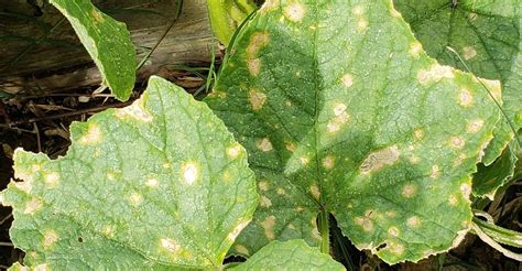 Anthracnose Fungal Disease in Plants | Gardener's Supply