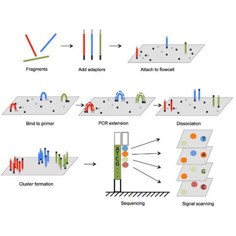 Illumina and BGI