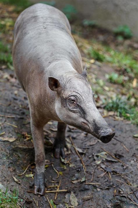 Babirusa in zoo 13940998 Stock Photo at Vecteezy