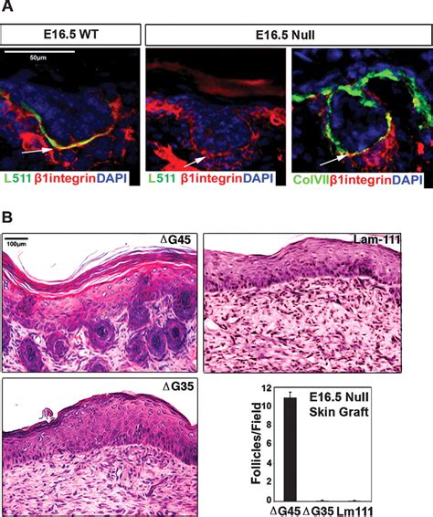 Laminin-511 is an epithelial message promoting dermal papilla development and function during ...