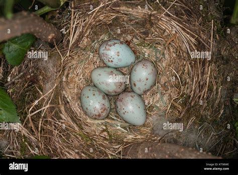 Thrush nest uk hi-res stock photography and images - Alamy