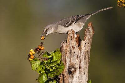 'Northern Mockingbird Feeding on Anaqua Berries' Photographic Print ...