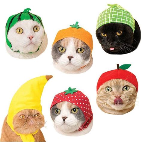 JapanLA on Instagram: “🍅🍈🍓🍌🍊🍉Turn your cat into a fruit head with these ...