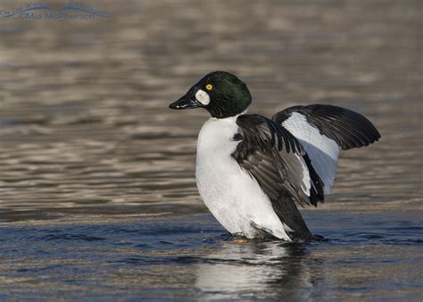 Common Goldeneye male shaking it up – Mia McPherson's On The Wing Photography