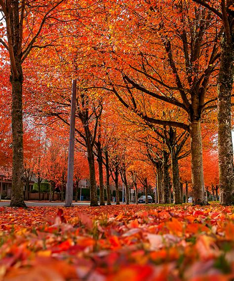 52 Surreal Photos of Vancouver's Fall Colours | News