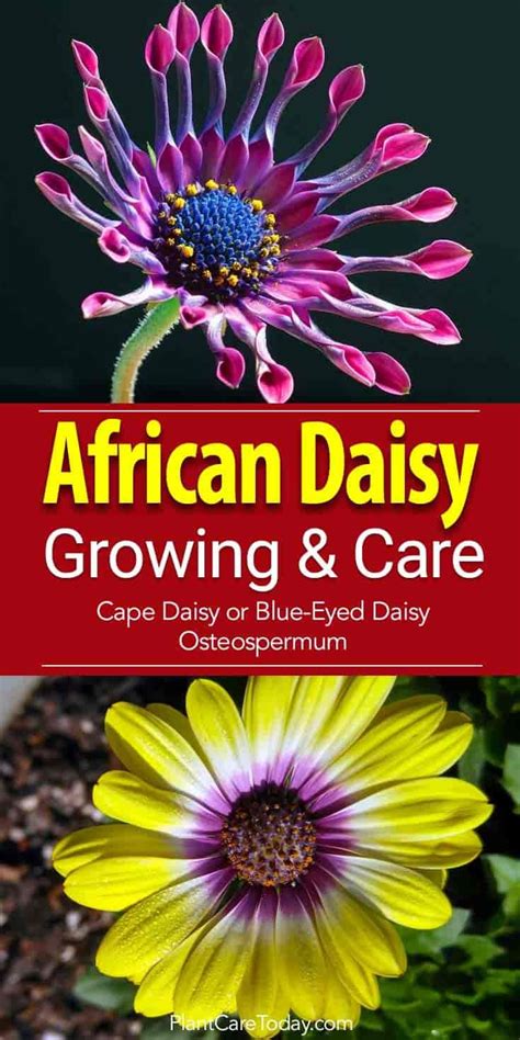 African Daisy: How To Grow And Care For Osteospermum | Flower landscape ...