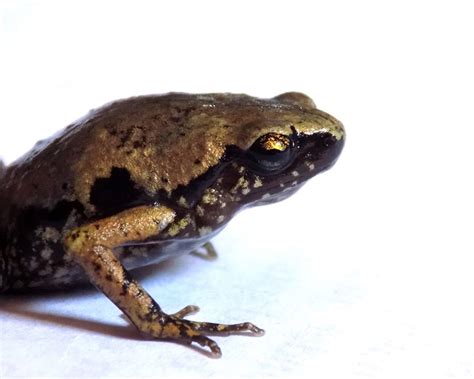 Jenis Baru, Katak Mini dari Sumatera Bagian Selatan - Mongabay.co.id