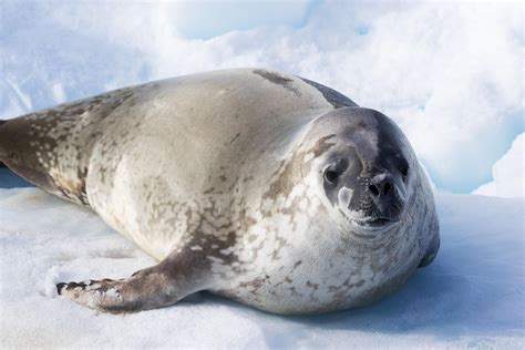 What Animals Live In Antarctica? - WorldAtlas
