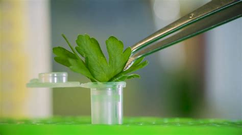 Optimizing DNA Extraction from Plant Tissue | BioEcho