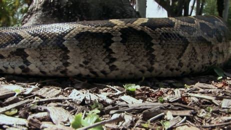 Man-Eating Python | Watch Full Episodes & More! - Discovery