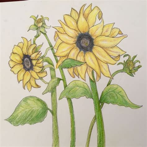 Hand sketched sunflower and Prismacolor soft core colored pencils ...