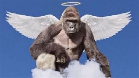 Petition · Rename the lower Locust Valley soccer field the "Harambe Memorial Field" · Change.org