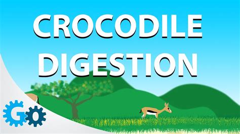 Crocodile Digestion - YouTube