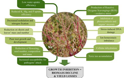 Frontiers | When Salt Meddles Between Plant, Soil, and Microorganisms