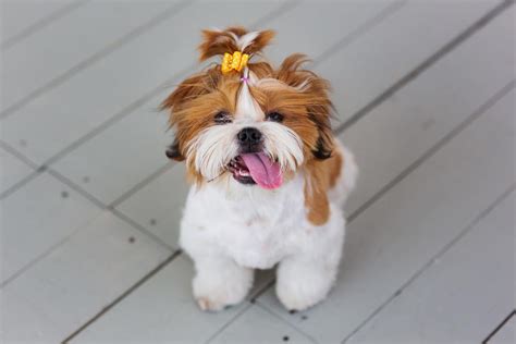 10 Shih Tzu Haircuts & Styles 2022 - Your Dog Will Love These! (with ...