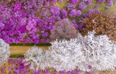 [Spring Only] Bucheon Azalea & Cherry Blossom Festival & Gwangmyeong Cave One-Day Tour - KKday