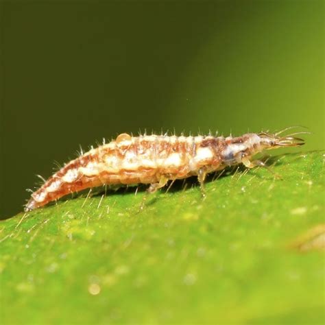 Green Lacewing Larvae for Pest Control | Planet Natural