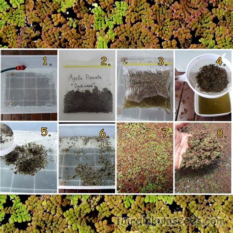 Water Fern Azolla Pinnata Culture | Fair Dinkum Seeds