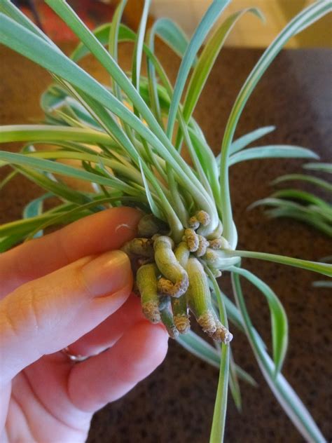 Rebecca's Texas Garden: Spider Plant Propagation