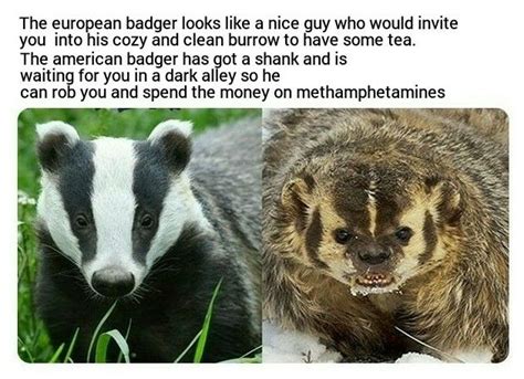 How to tell the difference between a European and an American badger ...