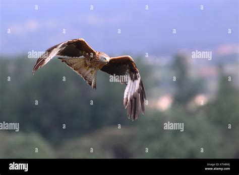 red kite summer migration Stock Photo - Alamy